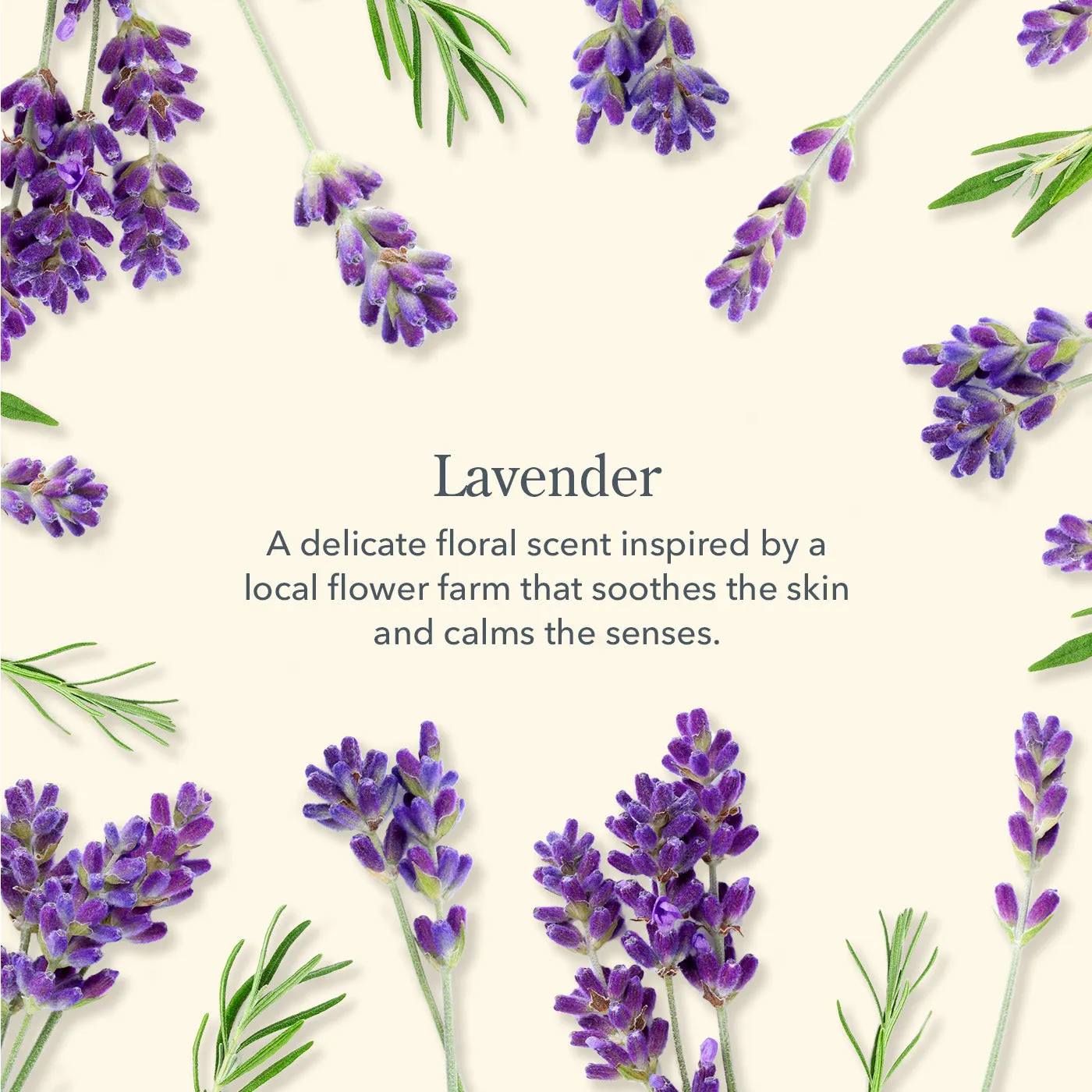 All is Calm Lavender Bodycare Gift Set