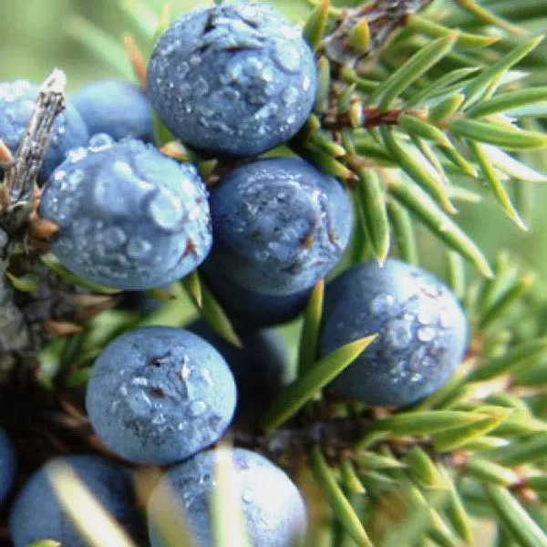 Juniper Reed Diffuser